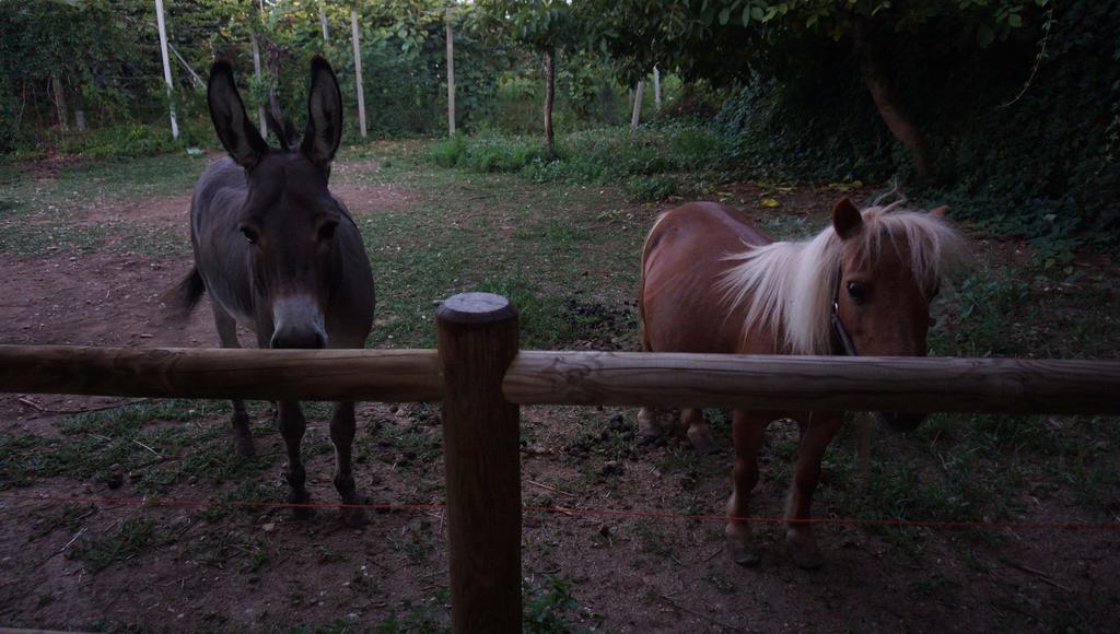 Agriturismo Fior Di Pesco Hotell Sommacampagna Eksteriør bilde